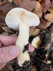 Russula fellea