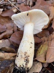 Russula fellea