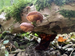 Auricularia