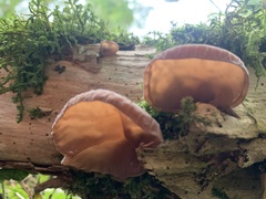 Auricularia