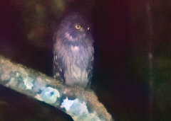 Ketupa zeylonensis