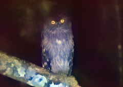 Ketupa zeylonensis