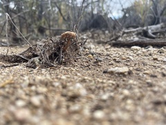 Battarrea phalloides
