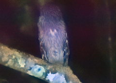 Ketupa zeylonensis