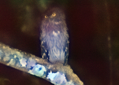 Ketupa zeylonensis