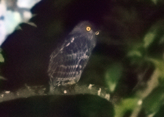 Ketupa zeylonensis