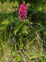 Gymnadenia