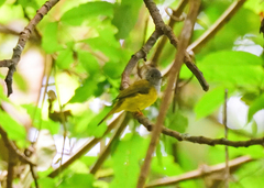 Culicicapa ceylonensis