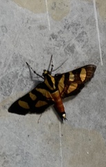 Syngamia