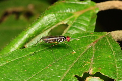 Micropezidae