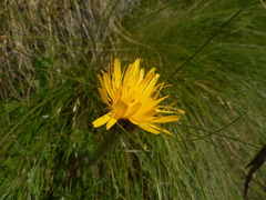 Hypochaeris uniflora