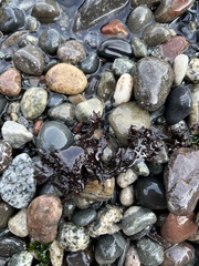 Chondracanthus exasperatus