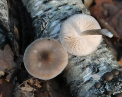 Bolbitius aleuriatus