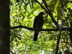 Harpagus bidentatus