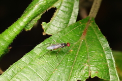 Micropezidae