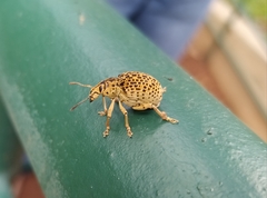 Cydianerus latruncularius