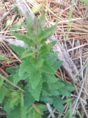 Chromolaena hirsuta