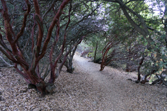 Arctostaphylos pungens
