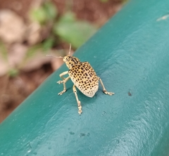 Cydianerus latruncularius