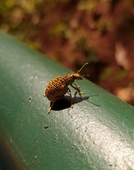 Cydianerus latruncularius