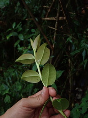 Marcgravia rectiflora