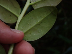 Marcgravia rectiflora