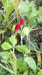 Trifolium incarnatum