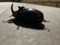 Oryctes nasicornis grypus