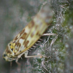 Eupteryx
