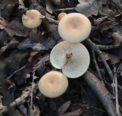 Paralepista flaccida