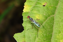 Rainieria