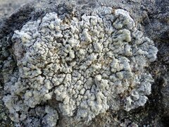 Varicellaria lactea