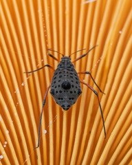 Tuberolachnus salignus