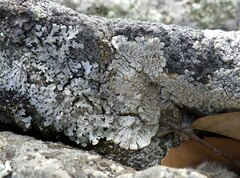 Varicellaria lactea