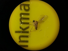 Elaphropeza ephippiata