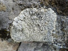 Varicellaria lactea
