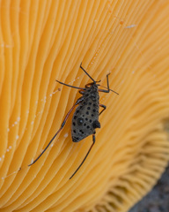 Tuberolachnus salignus