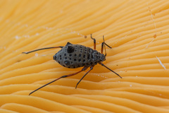 Tuberolachnus salignus