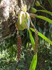 Bulbophyllum careyanum