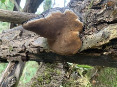 Phellinus lundellii