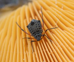 Tuberolachnus salignus