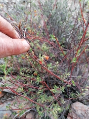 Hermannia diversistipula graciliflora