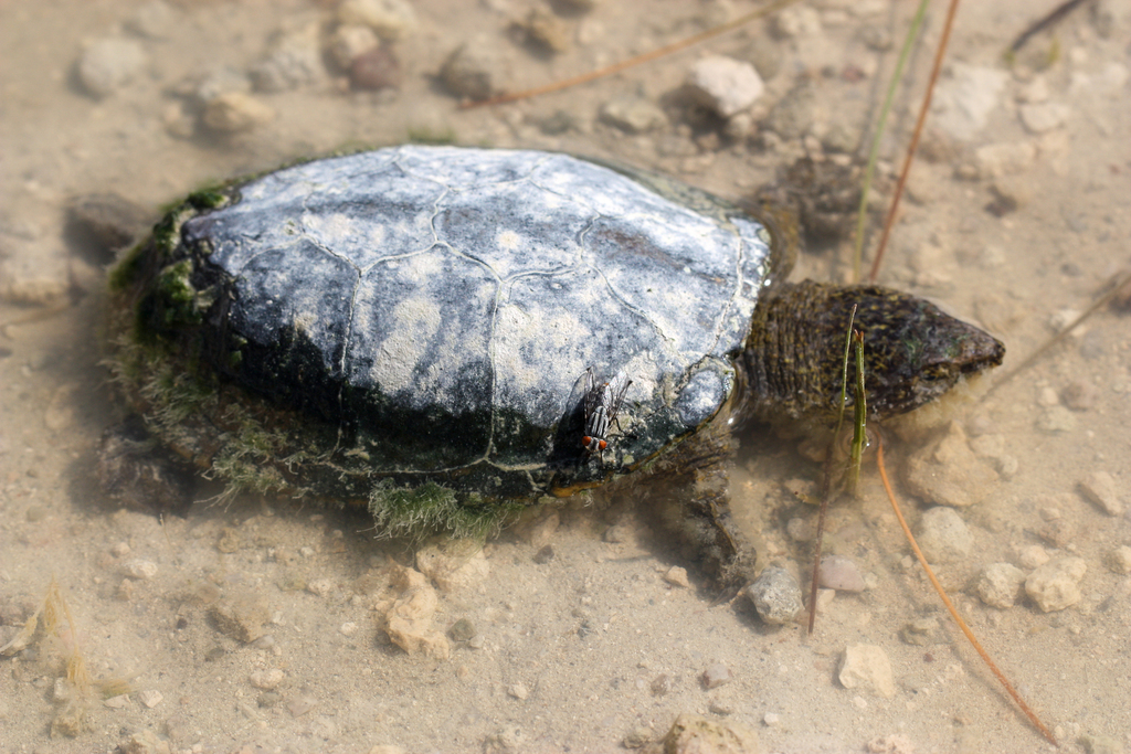 Sonora Mud Turtle