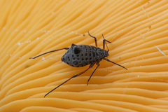 Tuberolachnus salignus