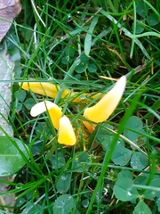 Clavulinopsis helvola