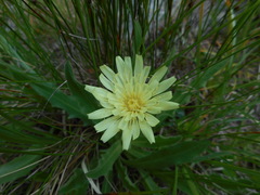 Schlagintweitia intybacea