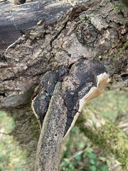 Phellinus lundellii