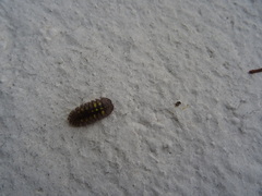 Armadillidium granulatum