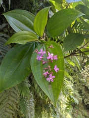 Oxyspora paniculata