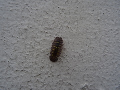 Armadillidium granulatum